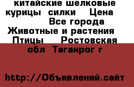 китайские шелковые курицы (силки) › Цена ­ 2 500 - Все города Животные и растения » Птицы   . Ростовская обл.,Таганрог г.